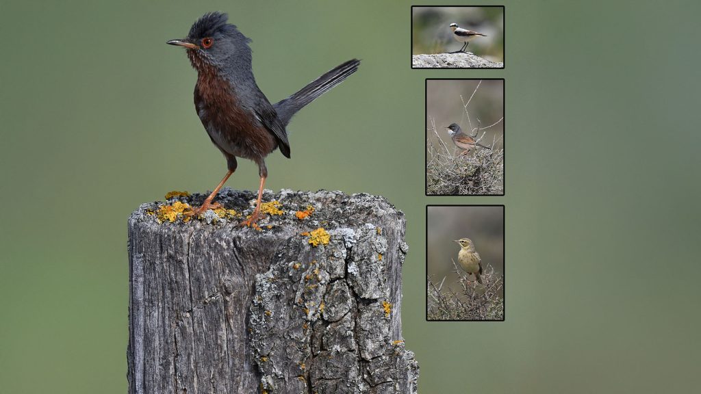 Natuur in Beeld - Spectrum Schijndel