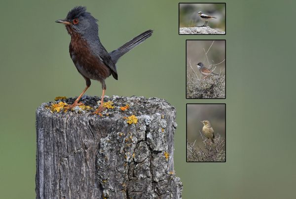 Natuur in Beeld - Spectrum Schijndel
